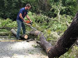 Best Hazardous Tree Removal  in Dayton, VA