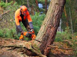 Best Commercial Tree Services  in Dayton, VA