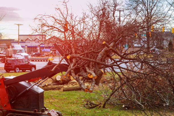 Reliable Dayton, VA Tree Removal Services Solutions