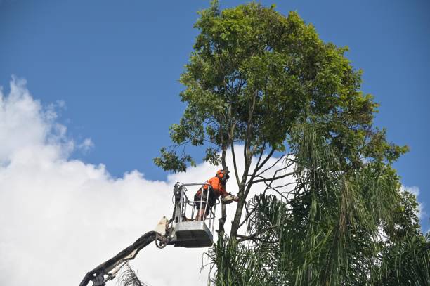 Best Utility Line Clearance  in Dayton, VA