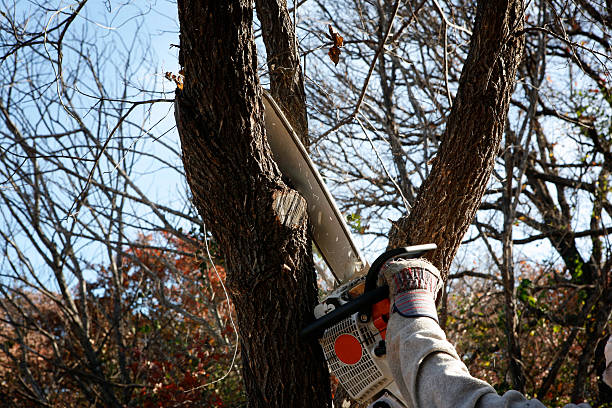  Dayton, VA Tree Removal Services Pros