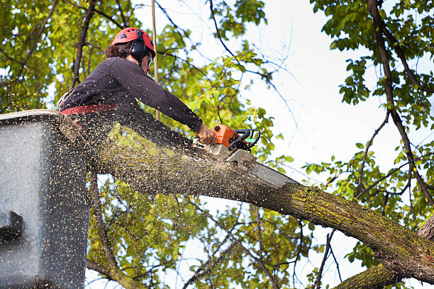 Best Tree Trimming and Pruning  in Dayton, VA