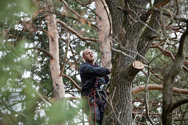 Best Tree Removal  in Dayton, VA